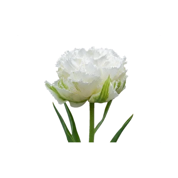Tulip Snow Crystal