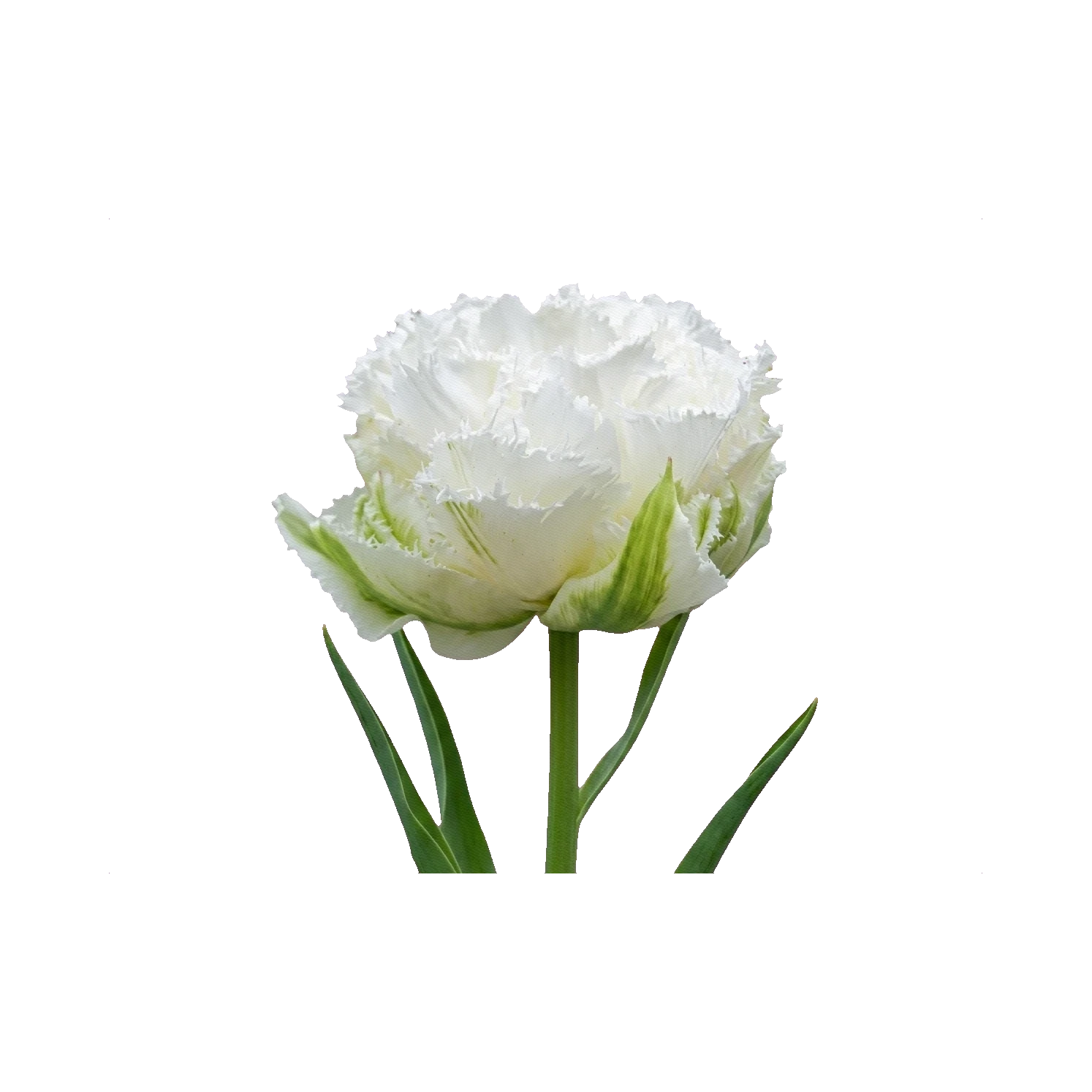 Tulip Snow Crystal