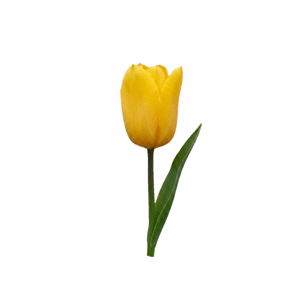 Tulip Strong Gold (Triumph)