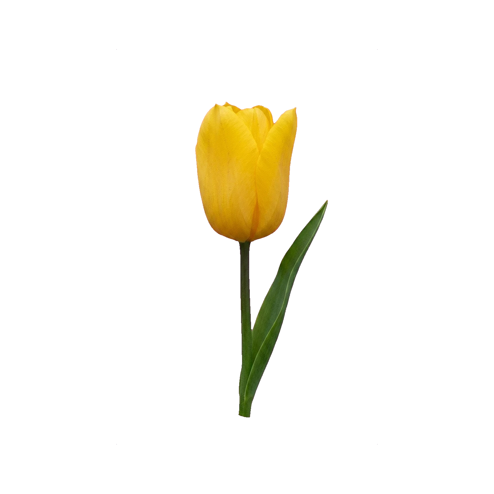 Tulip Strong Gold (Triumph)