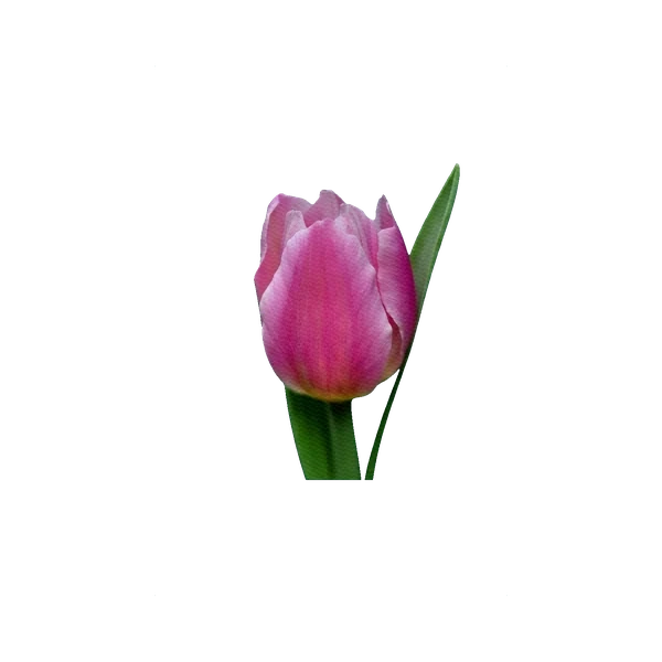 Tulip Tizbut