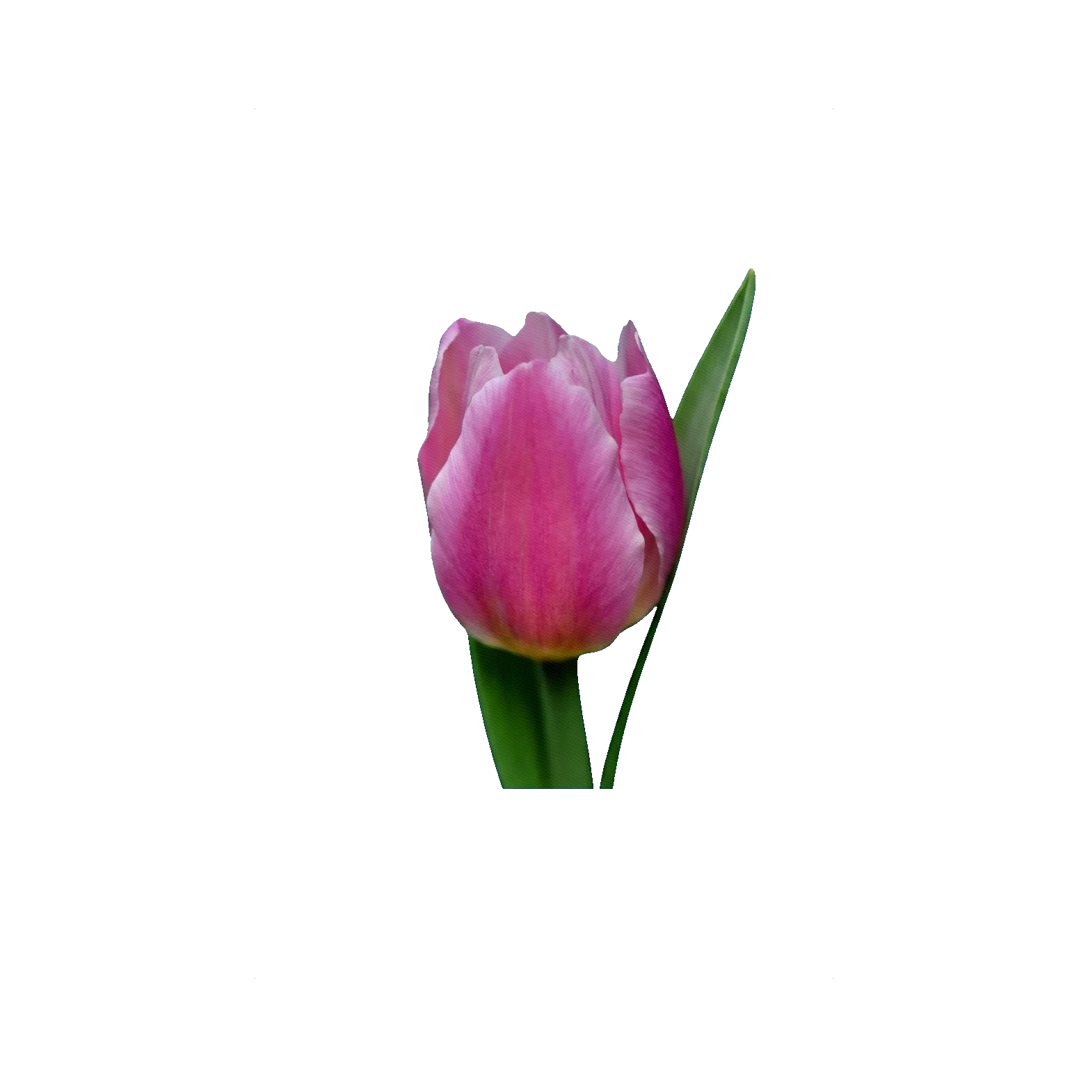 Tulip Tizbut