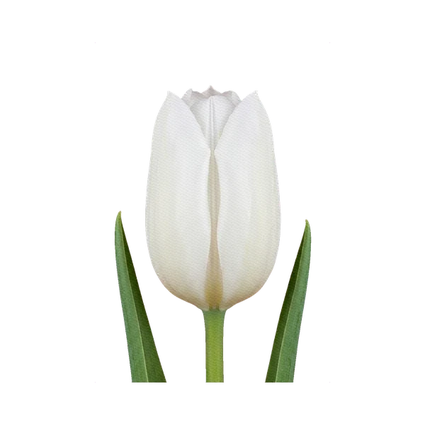Tulip White Prince
