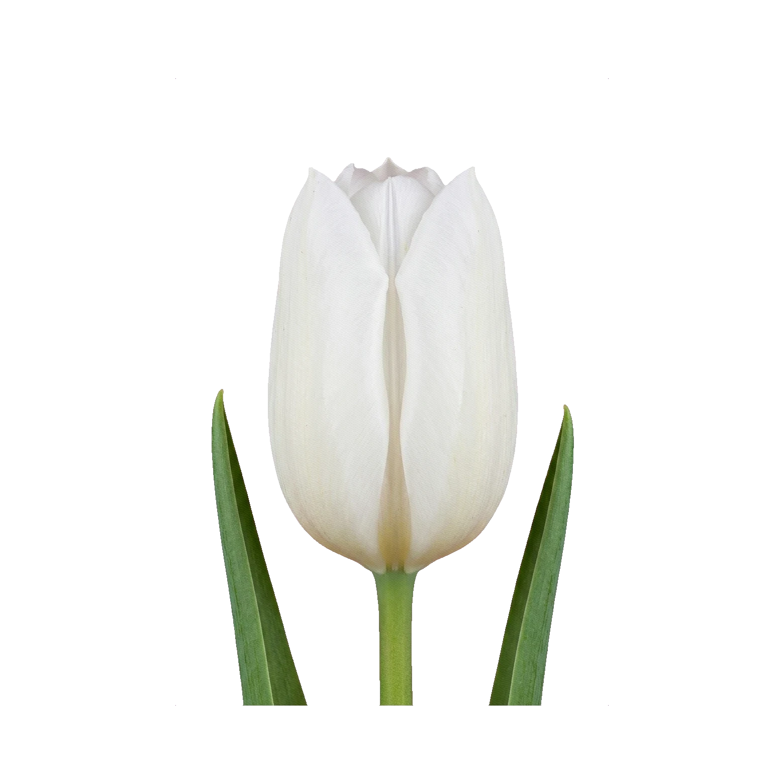 Tulip White Prince