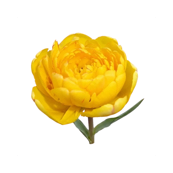 Tulip Yellow Pomponette