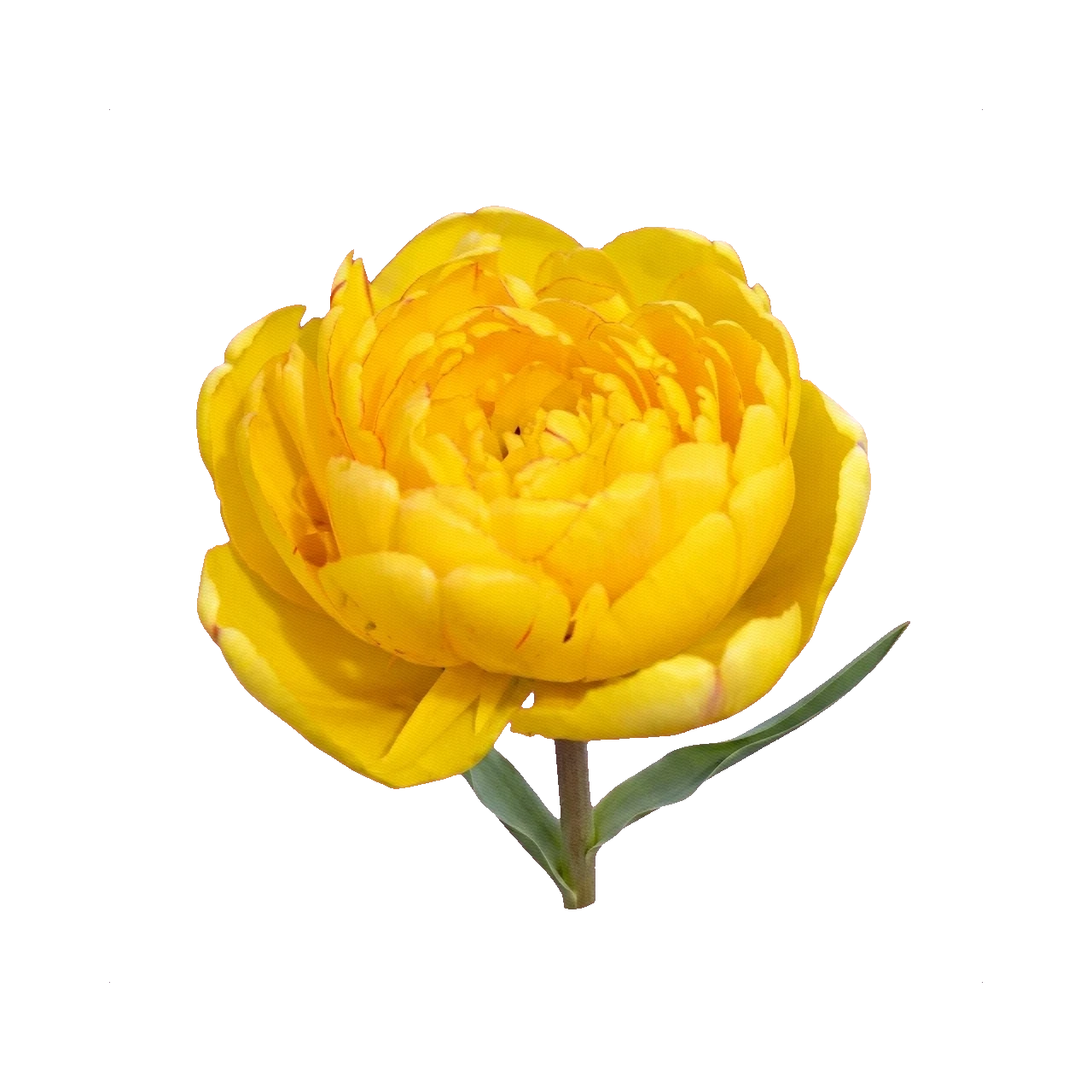 Tulip Yellow Pomponette