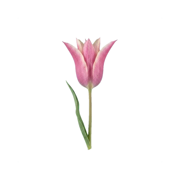 Tulip Yonina (double late)