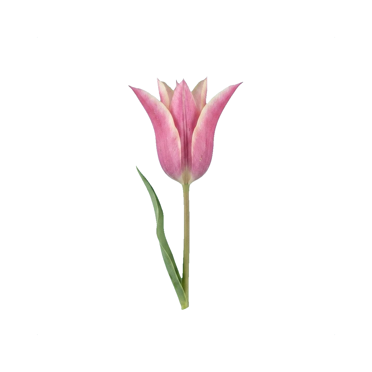 Tulip Yonina (double late)