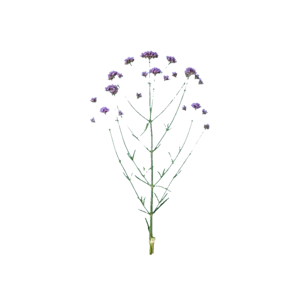 Verbena bonariensis