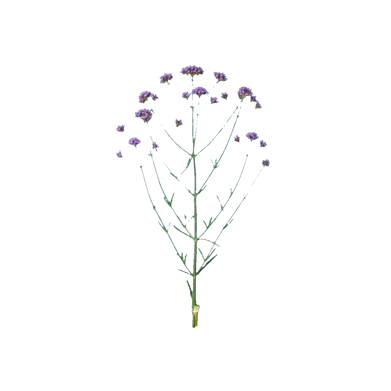 Verbena
