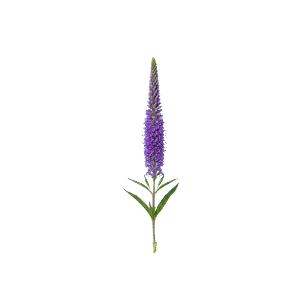 Veronica purple (Smart)