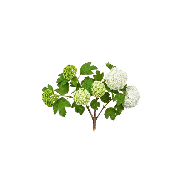 Viburnum Roseum