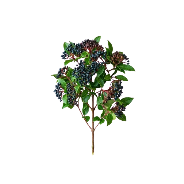 Viburnum tinus
