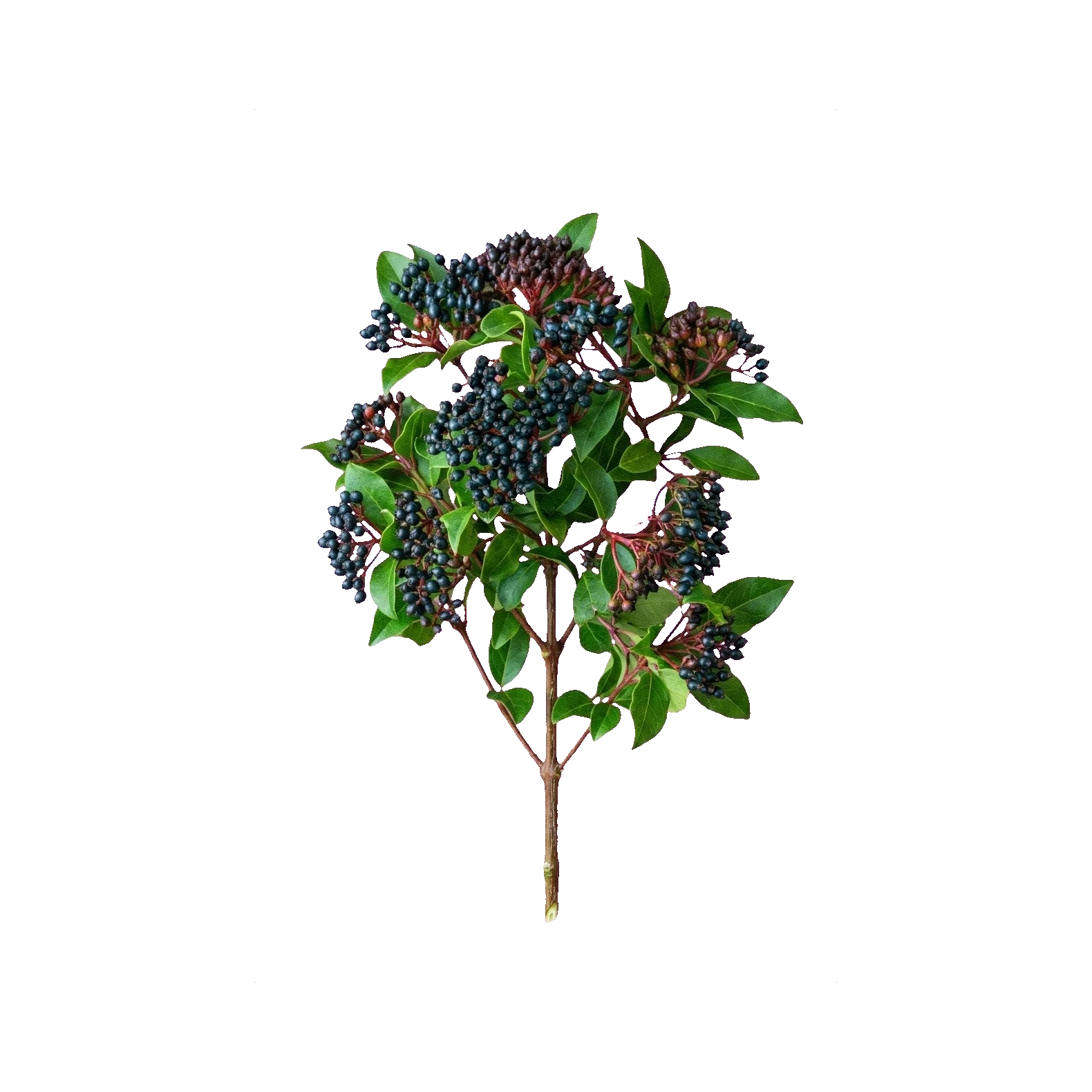 Viburnum tinus