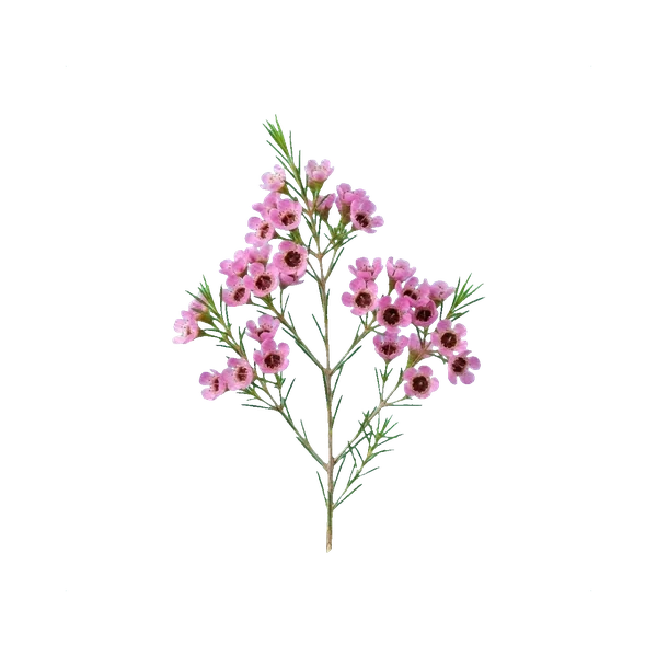 Waxflower pink