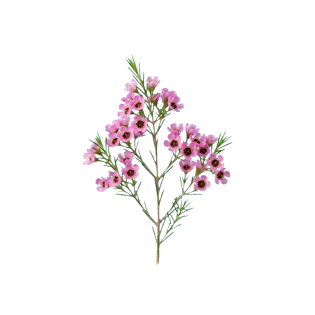 Voskovka