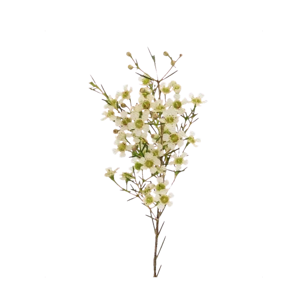 Waxflower white