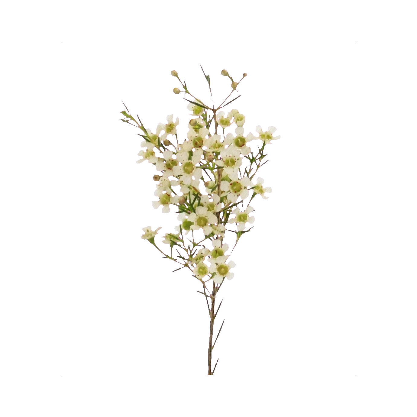 Waxflower white