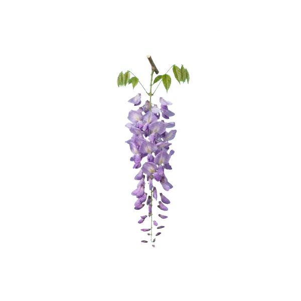 Wisteria purple