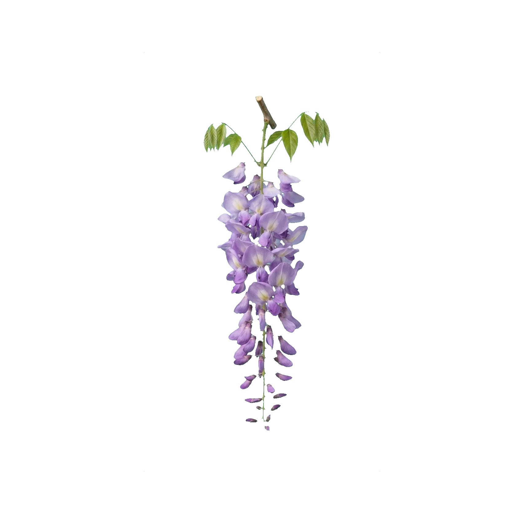 Wisteria
