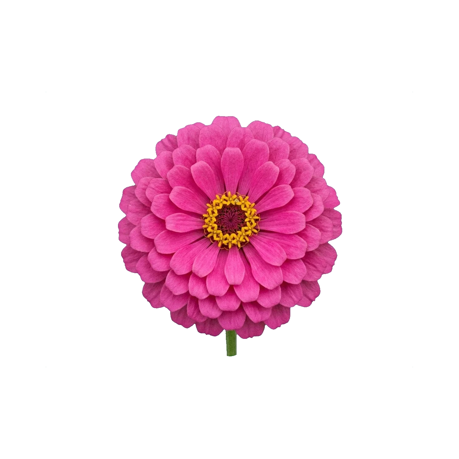 Zinnia pink