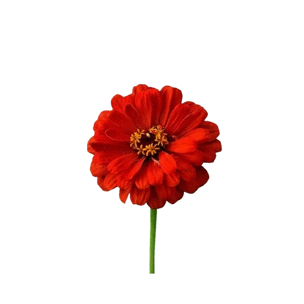 Zinnia red
